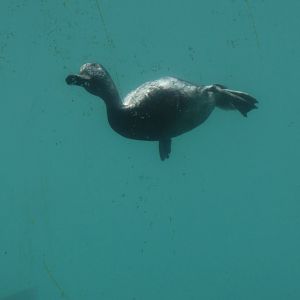 Time Tripper: New Zealand Scaup (Aythya novaeseelandiae) diving, Lake Wakatipu, Queenstown