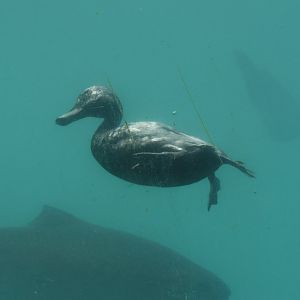 Time Tripper: New Zealand Scaup (Aythya novaeseelandiae) diving, Lake Wakatipu, Queenstown