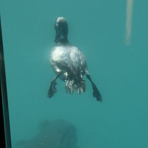 Time Tripper: New Zealand Scaup (Aythya novaeseelandiae) ascending, Lake Wakatipu, Queenstown