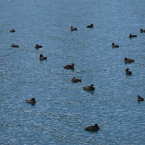 New Zealand Scaup (Aythya novaeseelandiae) flock, Lake Wakatipu, Queenstown