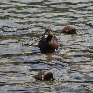 New Zealand Scaup (Aythya novaeseelandiae) female with ducklings, Lake Wakatipu, Queenstown