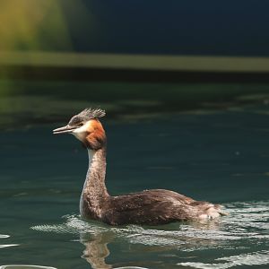Pūteketeke (Podiceps cristatus australis), Lake Wakatipu, Queenstown
