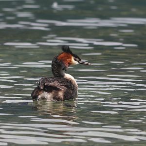 Pūteketeke (Podiceps cristatus australis), Lake Wakatipu, Queenstown
