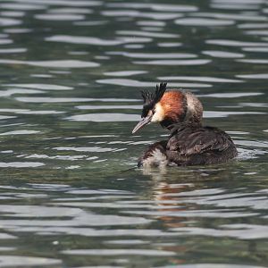 Pūteketeke (Podiceps cristatus australis), Lake Wakatipu, Queenstown