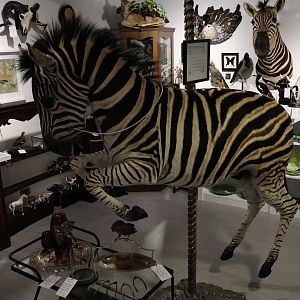 Taxidermy Zebra, Flora Fauna Wunderkammer (Queenstown)