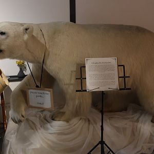 Taxidermy Polar Bear, Flora Fauna Wunderkammer (Queenstown)