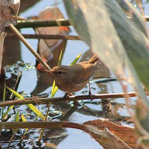 Brownish-flanked Bush Warbler (Horornis fortipes)