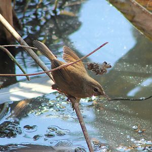 Brownish-flanked Bush Warbler (Horornis fortipes)