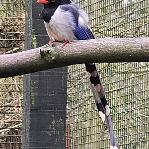Red billed blue magpie