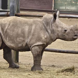 White rhino calf