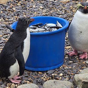 Rockhopper penguins