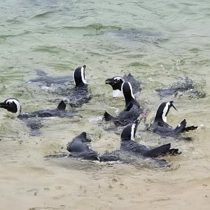 African penguins feeding