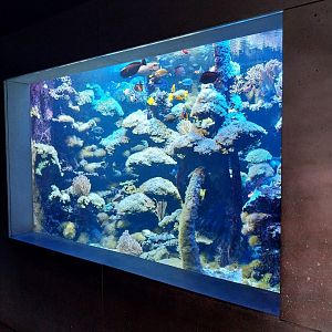 Aquarium - Pacific Ocean Coral aquarium