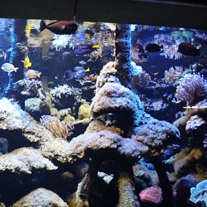Aquarium - Pacific Ocean Coral aquarium