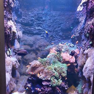 Aquarium - Clown fish aquarium - Fish identification?