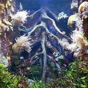 Aquarim - Razor-fish aquarium