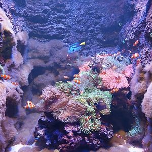 Aquarium - Clown fish aquarium