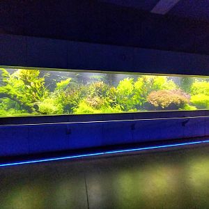 Aquarium - Amazon aquarium