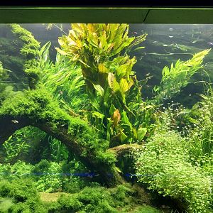 Aquarium - Amazon aquarium