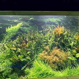 Aquarium - Amazon aquarium