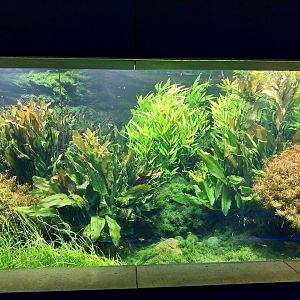 Aquarium - Amazon aquarium