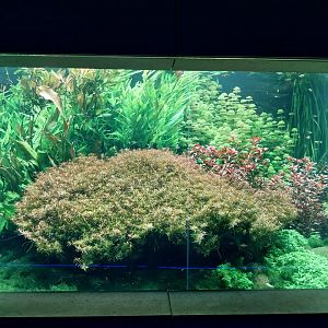 Aquarium - Amazon aquarium