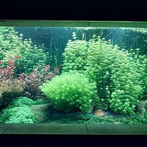 Aquarium - Amazon aquarium