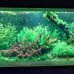Aquarium - Amazon aquarium