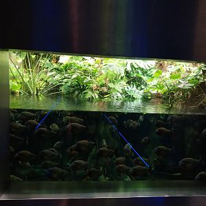 Aquarium - Piranha aquarium