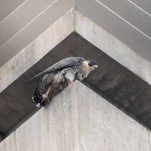 Peregrine Falcon ~ Futako Tamagawa