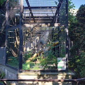 Monkeyhouse - Allen's Swamp Monkey and Ring-tailed lemur