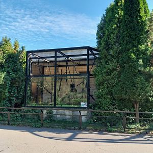 Monkeyhouse - Diana Guenon