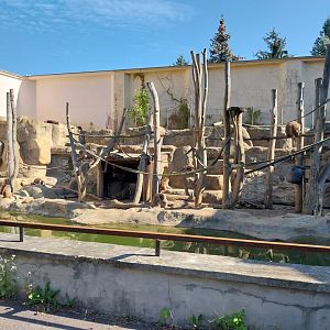 Monkeyhouse - Hamadryas Baboon