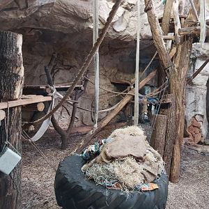 Great Ape house - Chimpanzee