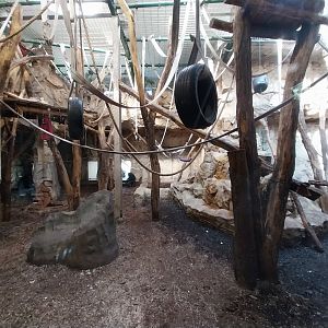 Great Ape house - Chimpanzee