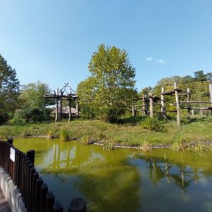 Great Ape house - Chimpanzee