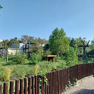 Great Ape house - Chimpanzee