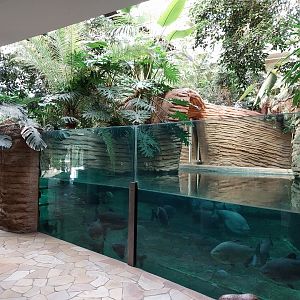 Hippo House - Common Hippo