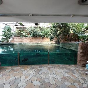 Hippo House - Common Hippo