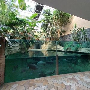 Hippo House - Common Hippo