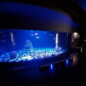 Hippo House - Shark tank