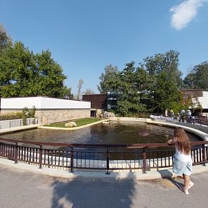 Hippo House - Common Hippo