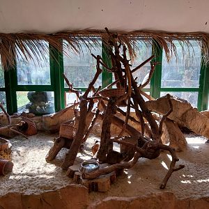 Elephant house - Cape Hyrax (Procavia capensis capensis)