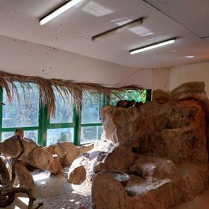 Elephant house - Cape Hyrax (Procavia capensis capensis)