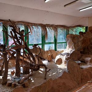 Elephant house - Cape Hyrax (Procavia capensis capensis)