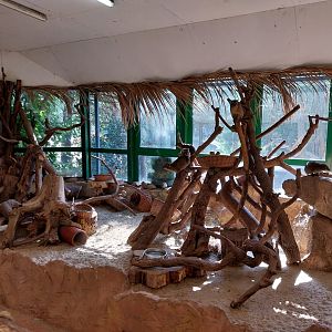 Elephant house - Cape Hyrax (Procavia capensis capensis)