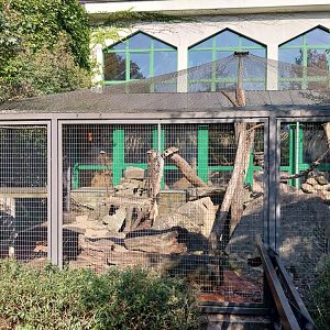 Elephant house - Cape Hyrax (Procavia capensis capensis)