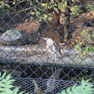 Pond-heron aviary - Madagascar Pond-heron (Ardeola idae) (?)
