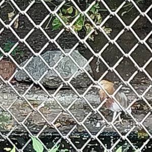 Pond-heron aviary - Javan Pond-heron (Ardeola speciosa) (?)