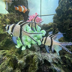 banggai cardinalfish (pterapogon kauderni)